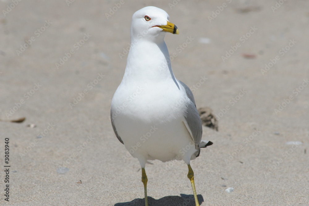 Obraz premium seagull on a beach