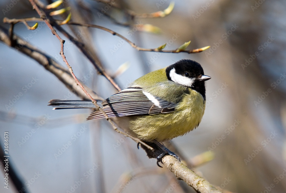 Fototapeta premium titmouse