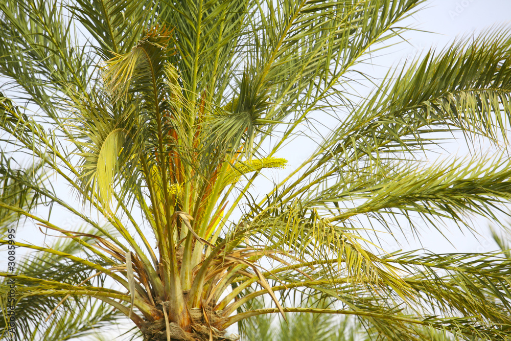 Fototapeta premium eloued souf