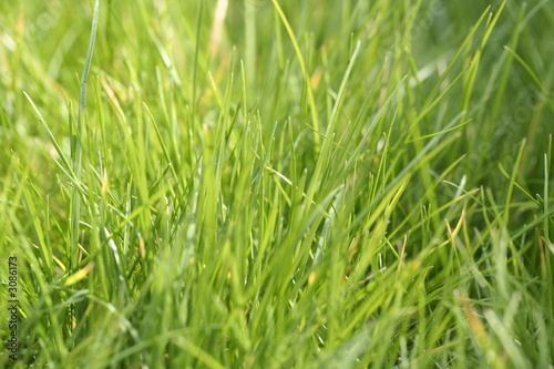 lawn grass