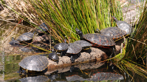 turtles in a pond