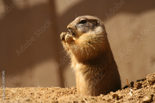 prairie dog while eating 2