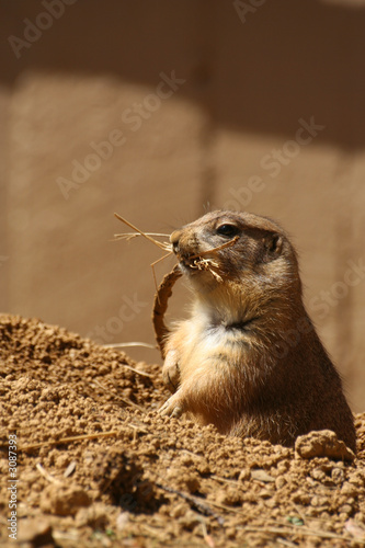 prairie dog while eating.