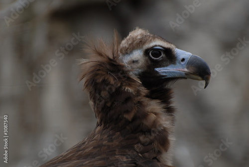 vulture head