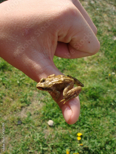 child hand and frog 3 photo