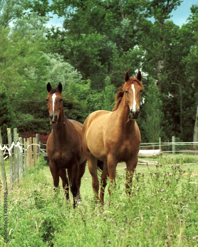 couple de chevaux dans le pré