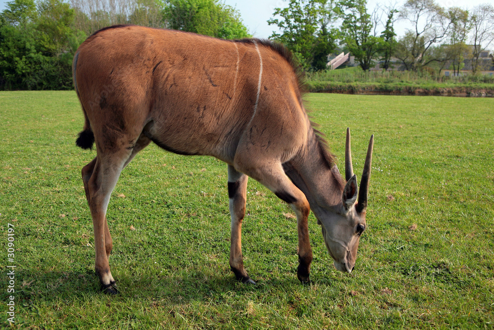 Naklejka premium antilope