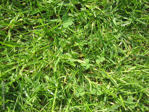 herbe