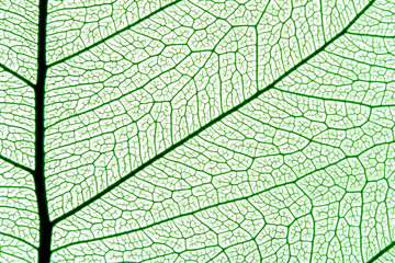 leaf texture
