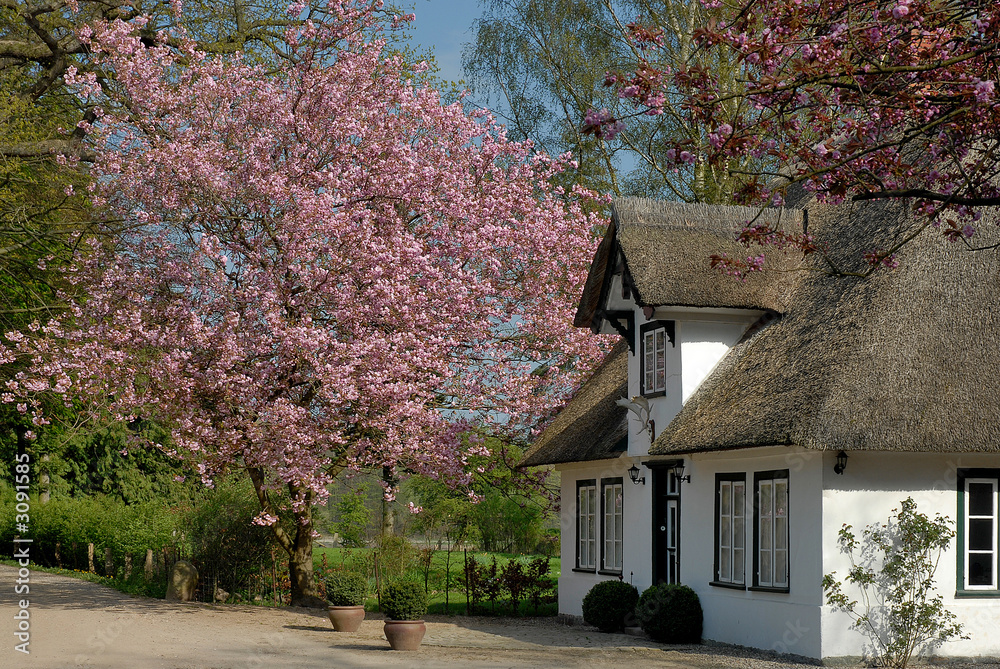 Fototapeta premium landhaus im frühling