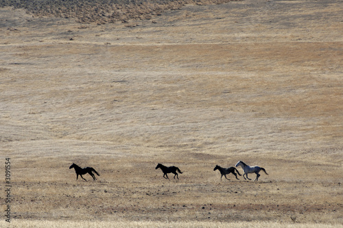 wild horses running across the praire