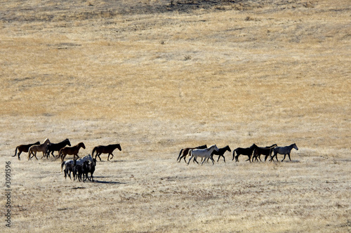 wild horses running across the praire