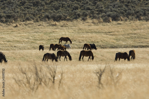 wild horses grazing in the grass lands © Randy Harris