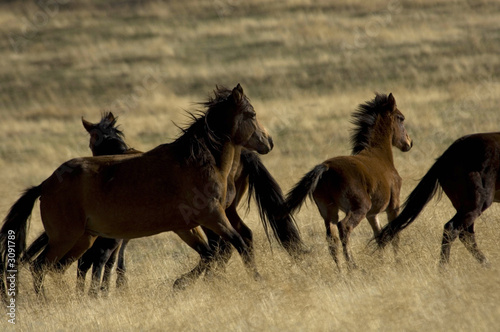 wild horses about to run