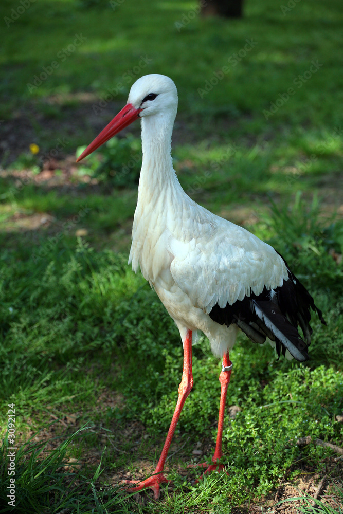 cigogne cigogne