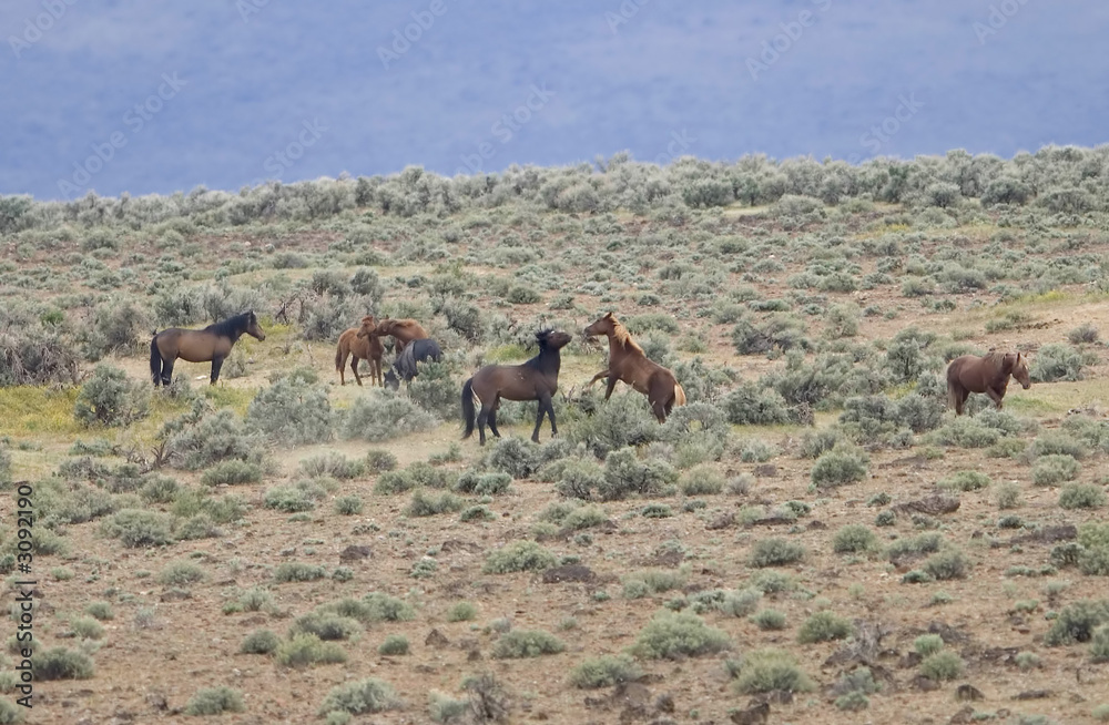 two wild horses playing