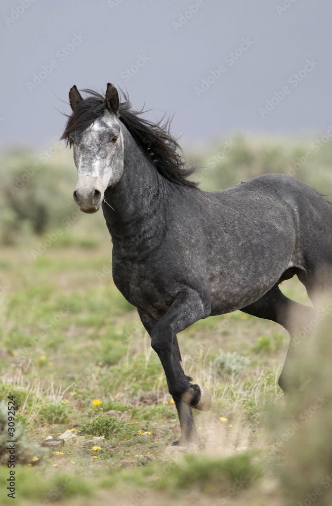 wild horse standing alone in the praire wild horse standing alone in the praire