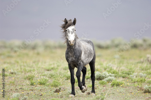 wild horse standing alone in the praire