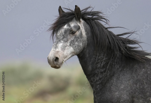 headshot of a beautiful grey wild horse