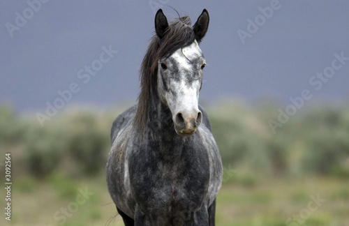 wild horse standing alone in the praire photo