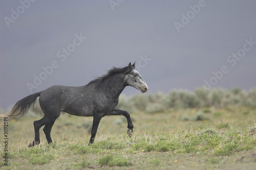 wild horse walking through the grass