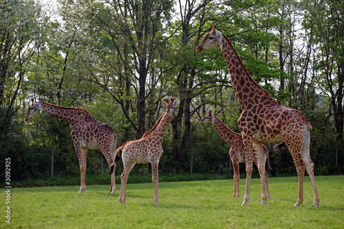 giraffes