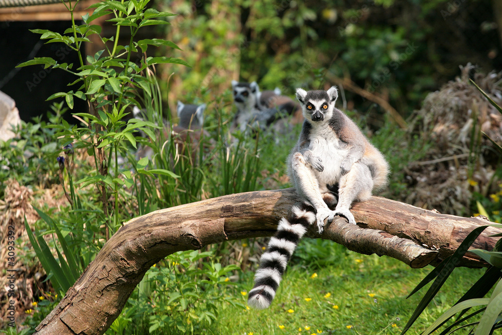 Fototapeta premium limurien