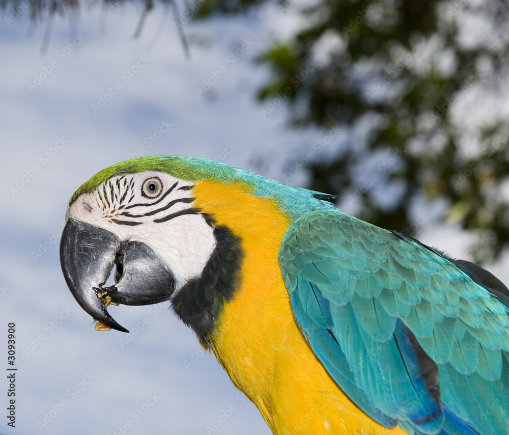 parrot eating