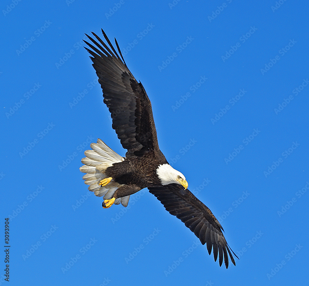 Naklejka premium bald eagle
