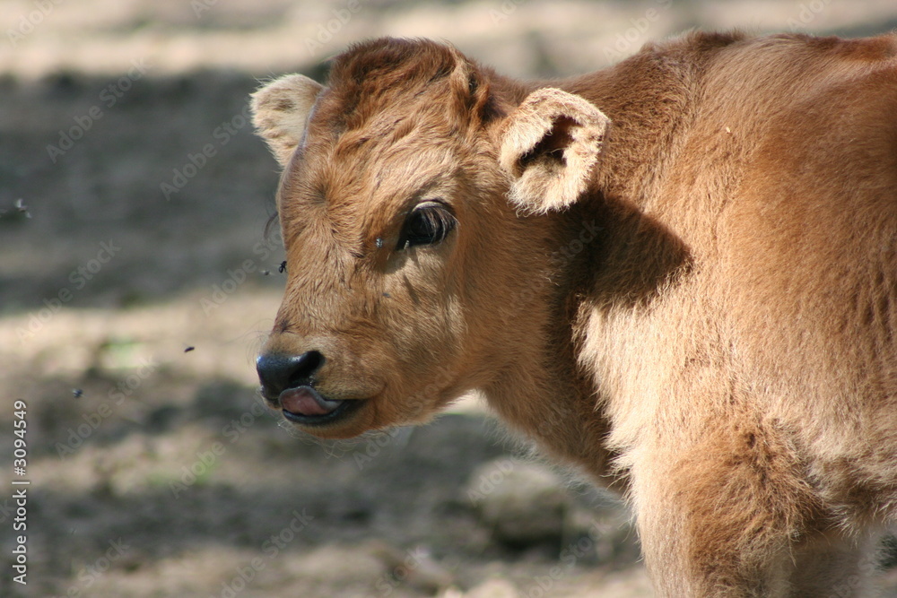 petit boeuf tire la langue petit boeuf tire la langue
