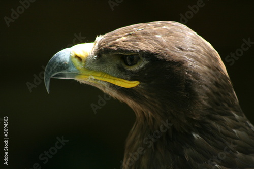 aigle