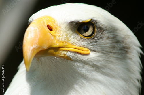 tete d'aigle photo