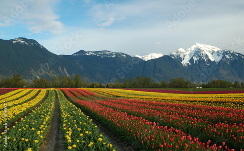 tulip field and snow mountain
