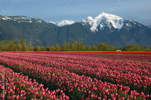 tulip field and snow mountain