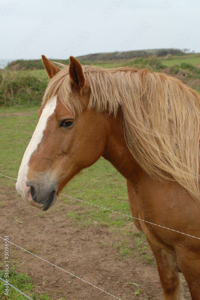 cheval cheval