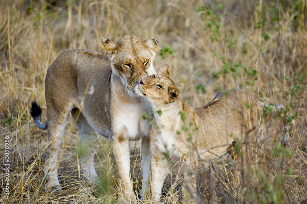 Obraz premium lionne et son petit