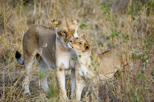 lionne et son petit