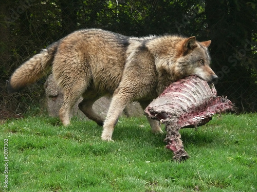 hungriger wolf