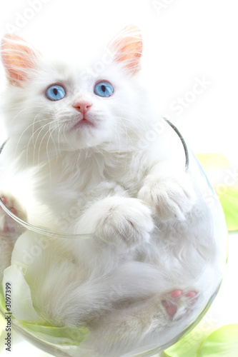 white kitten with blue eyes.