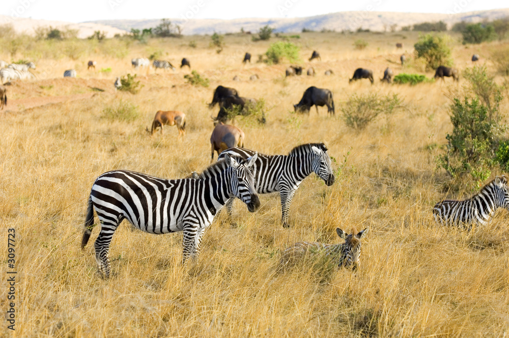 Naklejka premium l'éden