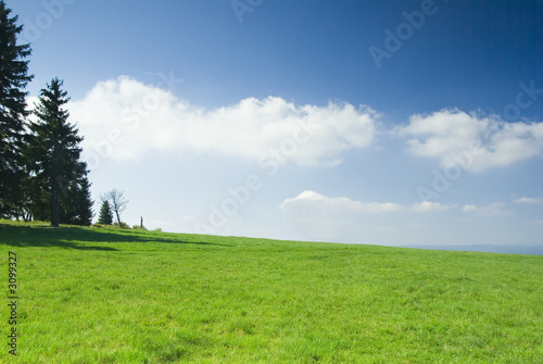 meadow with blue sky and clouds.