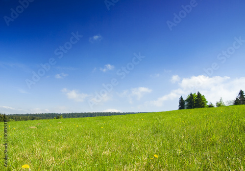 meadow with blue sky and clouds.
