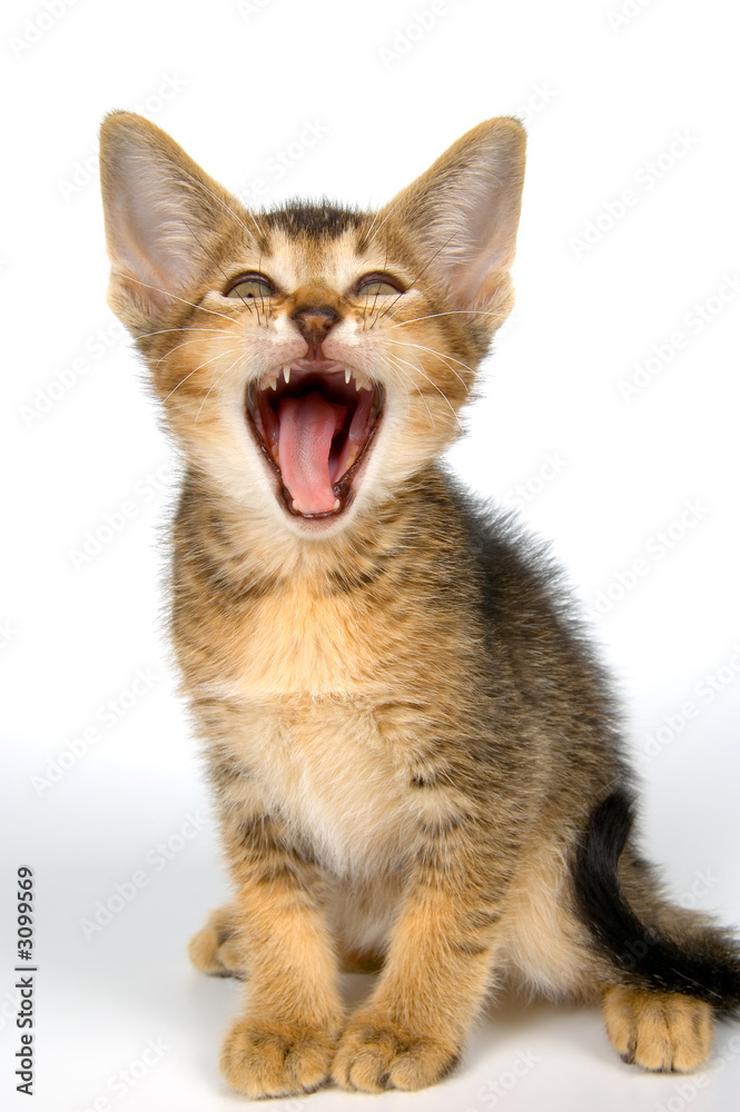 kitten in studio kitten in studio