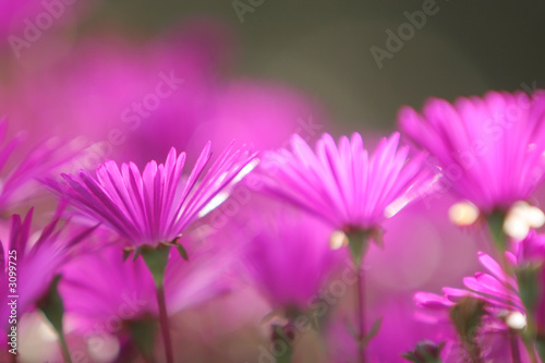 garden flowers