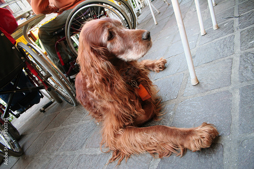cane pelo lungo marrone vicino sedia a rotelle photo