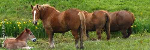 poulinière