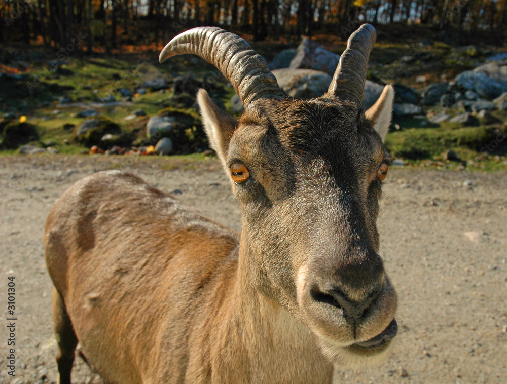 happy goat happy goat