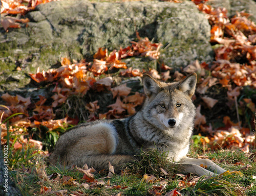 coyote photo