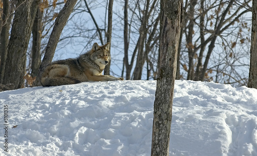 winter coyote