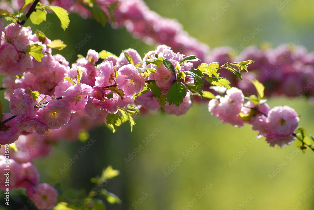 blüten 2 blüten 2